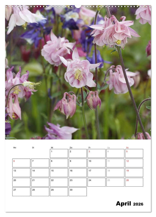Zauberhafte Akeleien (CALVENDO Premium Wandkalender 2026)