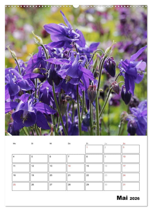 Zauberhafte Akeleien (CALVENDO Premium Wandkalender 2026)