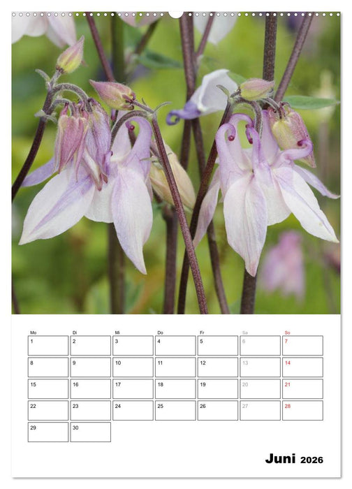 Zauberhafte Akeleien (CALVENDO Premium Wandkalender 2026)