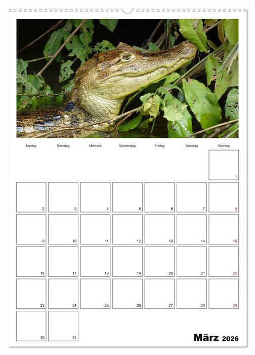 Brasilien. Wo die Sonne wohnt (CALVENDO Premium Wandkalender 2026)