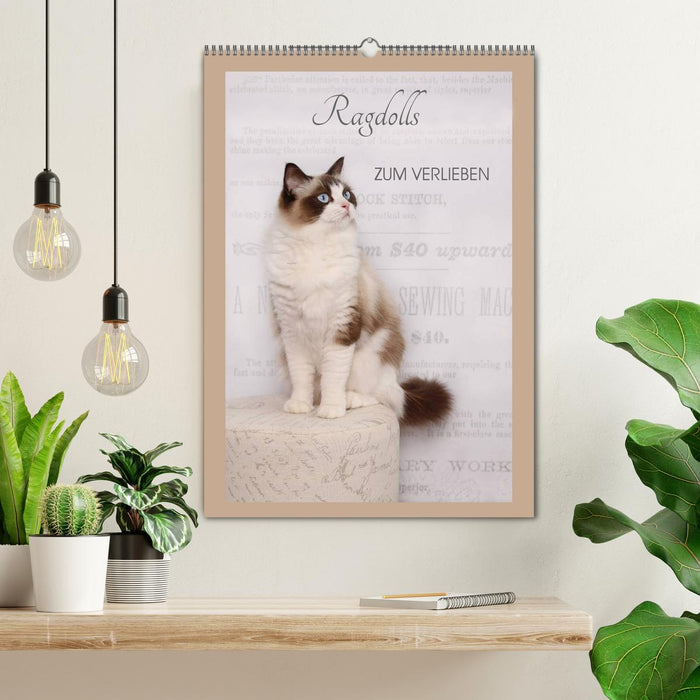 Ragdolls zum Verlieben (CALVENDO Wandkalender 2026)