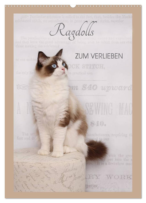 Ragdolls zum Verlieben (CALVENDO Wandkalender 2026)