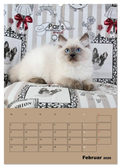 Ragdolls zum Verlieben (CALVENDO Wandkalender 2026)