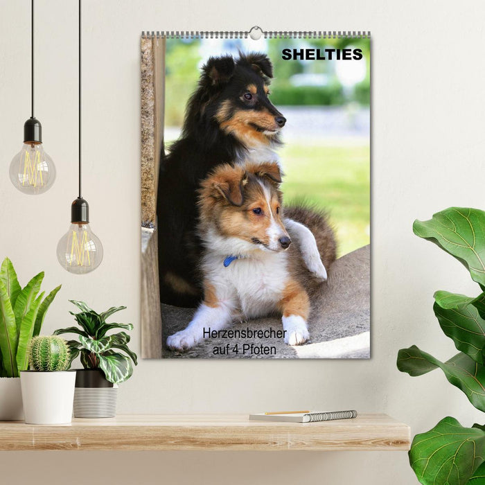 SHELTIES Herzensbrecher auf 4 Pfoten (CALVENDO Wandkalender 2026)