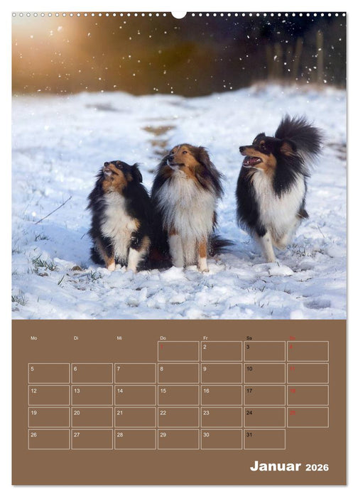 SHELTIES Herzensbrecher auf 4 Pfoten (CALVENDO Wandkalender 2026)