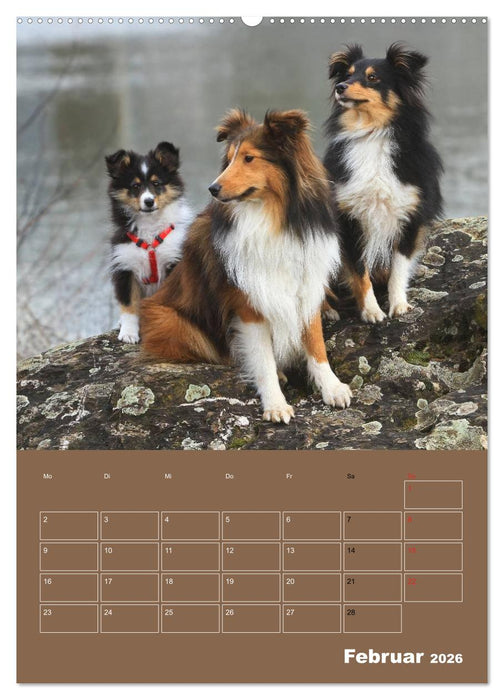 SHELTIES Herzensbrecher auf 4 Pfoten (CALVENDO Wandkalender 2026)