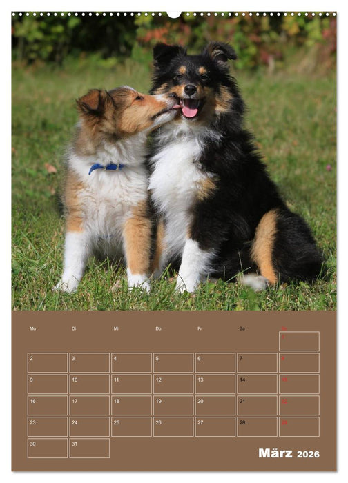 SHELTIES Herzensbrecher auf 4 Pfoten (CALVENDO Wandkalender 2026)