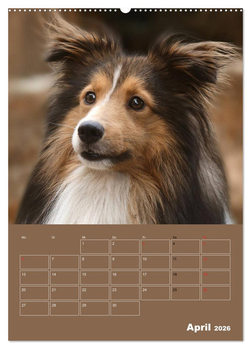SHELTIES Herzensbrecher auf 4 Pfoten (CALVENDO Wandkalender 2026)