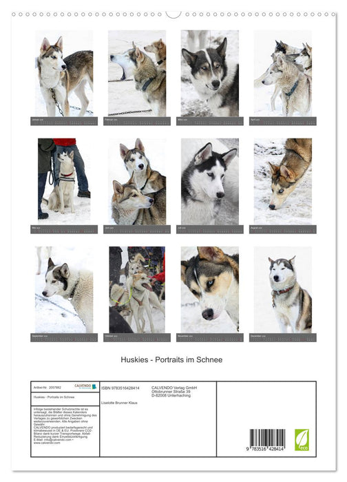 Huskies - Portraits im Schnee (CALVENDO Premium Wandkalender 2026)