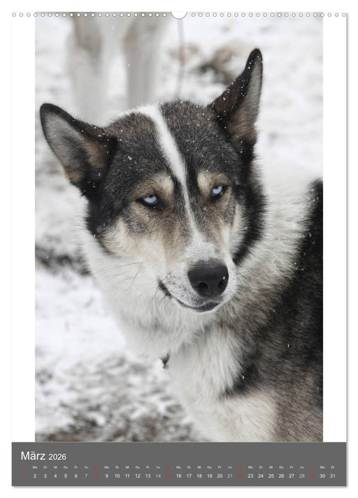 Huskies - Portraits im Schnee (CALVENDO Premium Wandkalender 2026)