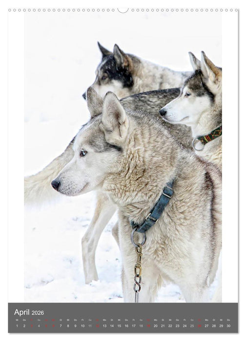Huskies - Portraits im Schnee (CALVENDO Premium Wandkalender 2026)