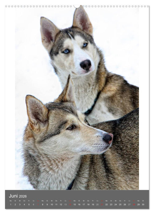 Huskies - Portraits im Schnee (CALVENDO Premium Wandkalender 2026)