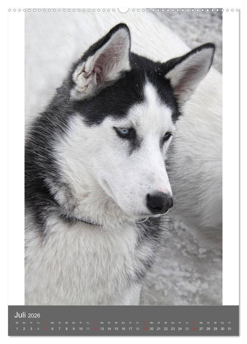 Huskies - Portraits im Schnee (CALVENDO Premium Wandkalender 2026)