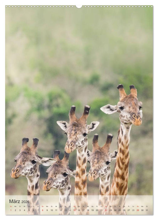 Emotionale Momente: Giraffen, die höchsten Tiere der Welt. (CALVENDO Wandkalender 2026)