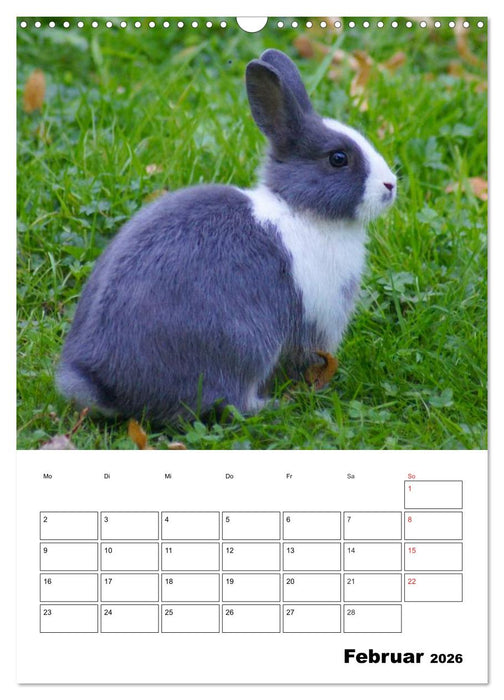 Kaninchen Terminplaner (CALVENDO Wandkalender 2026)