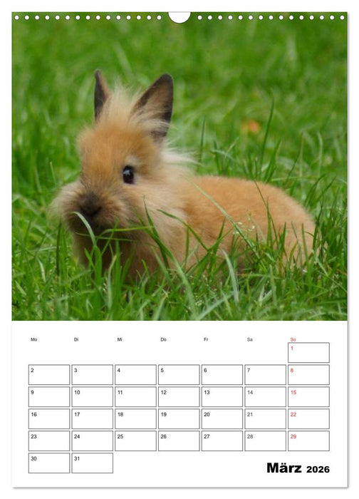 Kaninchen Terminplaner (CALVENDO Wandkalender 2026)