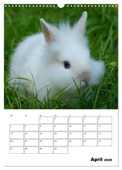 Kaninchen Terminplaner (CALVENDO Wandkalender 2026)