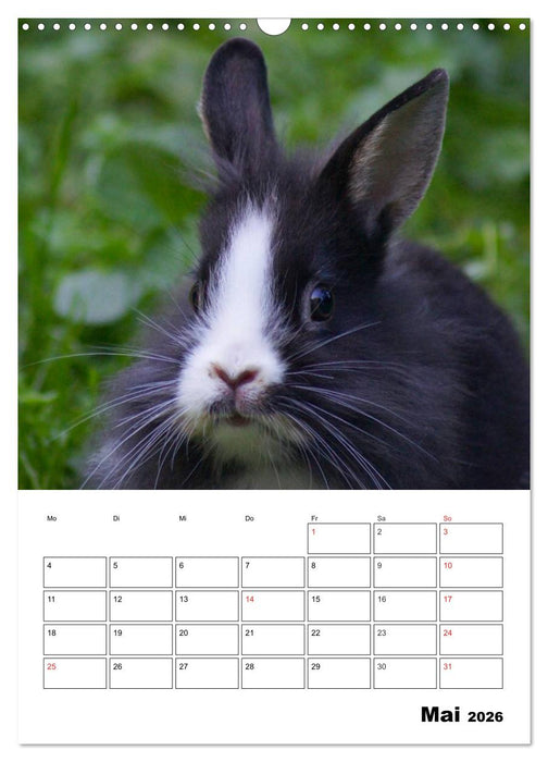 Kaninchen Terminplaner (CALVENDO Wandkalender 2026)