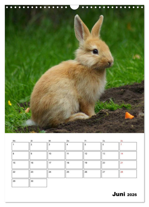 Kaninchen Terminplaner (CALVENDO Wandkalender 2026)