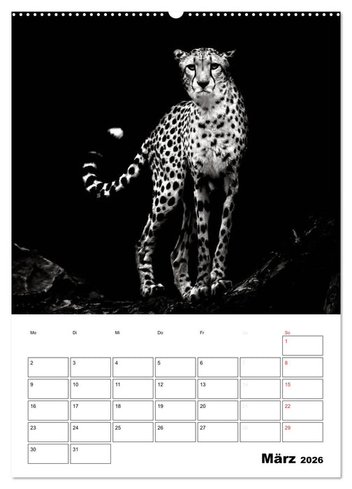 Charakterköpfe aus der Welt der Tiere (CALVENDO Wandkalender 2026)