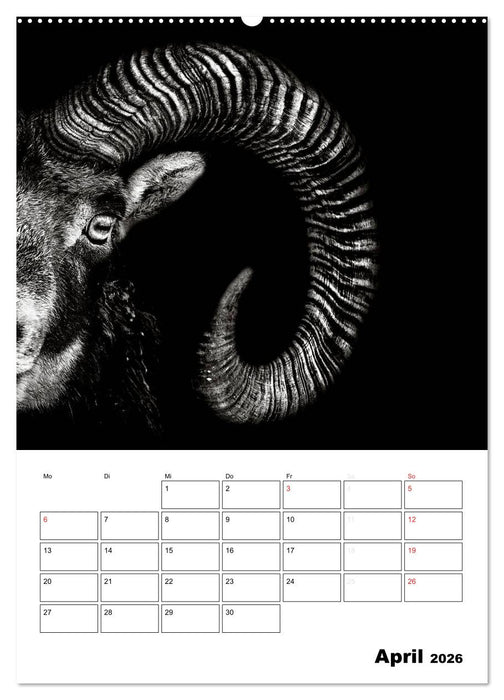 Charakterköpfe aus der Welt der Tiere (CALVENDO Wandkalender 2026)