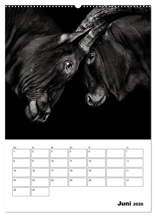 Charakterköpfe aus der Welt der Tiere (CALVENDO Wandkalender 2026)
