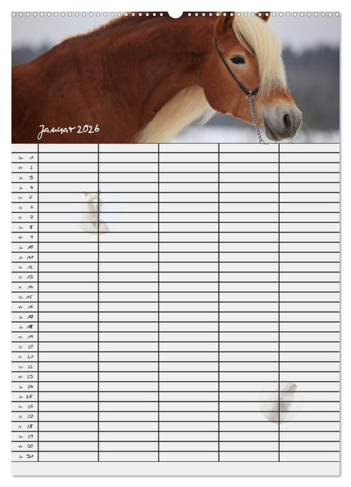Haflinger Pferde - Stall- und Familienplaner 2026 (CALVENDO Premium Wandkalender 2026)