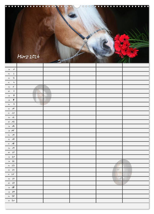 Haflinger Pferde - Stall- und Familienplaner 2026 (CALVENDO Premium Wandkalender 2026)