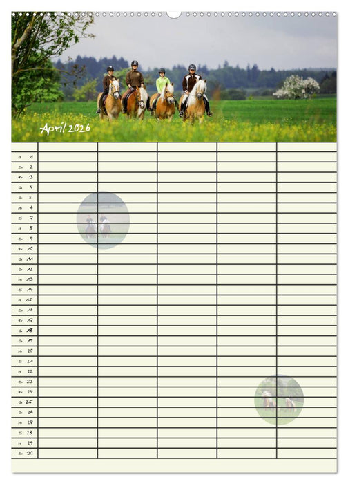 Haflinger Pferde - Stall- und Familienplaner 2026 (CALVENDO Premium Wandkalender 2026)