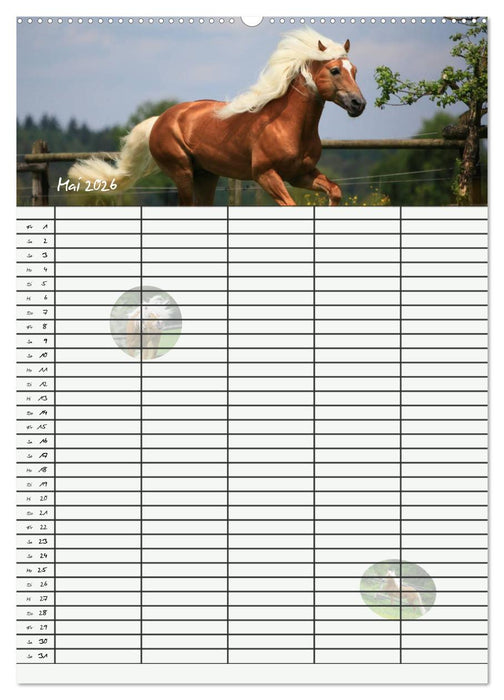 Haflinger Pferde - Stall- und Familienplaner 2026 (CALVENDO Premium Wandkalender 2026)