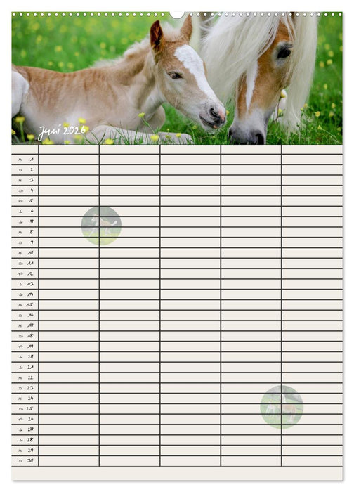 Haflinger Pferde - Stall- und Familienplaner 2026 (CALVENDO Premium Wandkalender 2026)