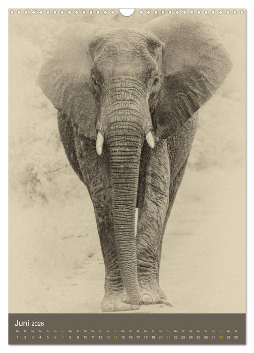 Afrikas Tierwelt - Sepia-Art (CALVENDO Wandkalender 2026)
