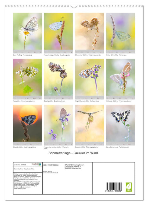 Schmetterlinge - Gaukler im Wind (CALVENDO Premium Wandkalender 2026)