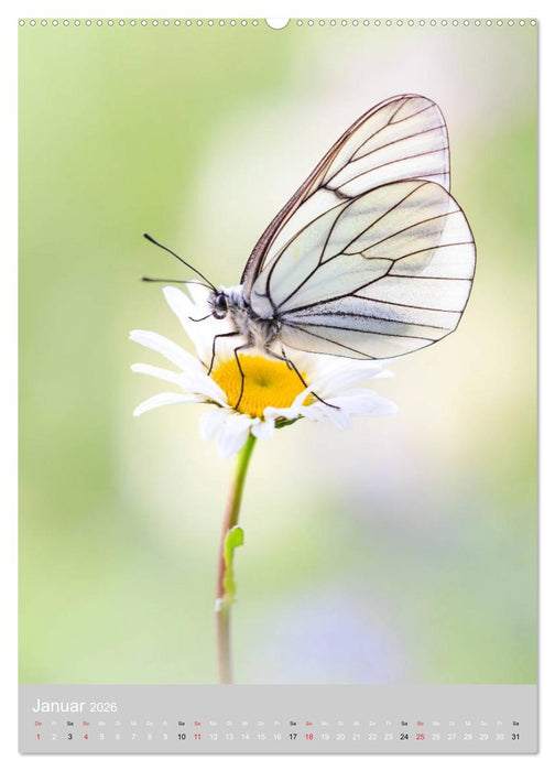 Schmetterlinge - Gaukler im Wind (CALVENDO Premium Wandkalender 2026)