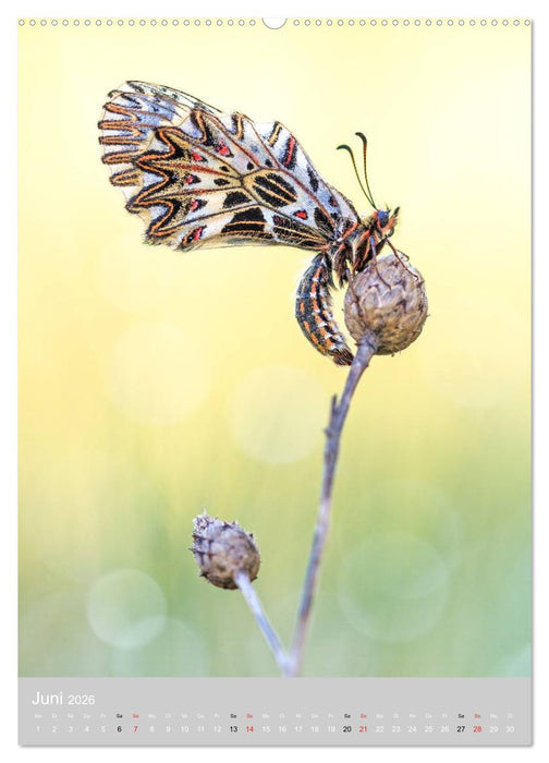 Schmetterlinge - Gaukler im Wind (CALVENDO Premium Wandkalender 2026)