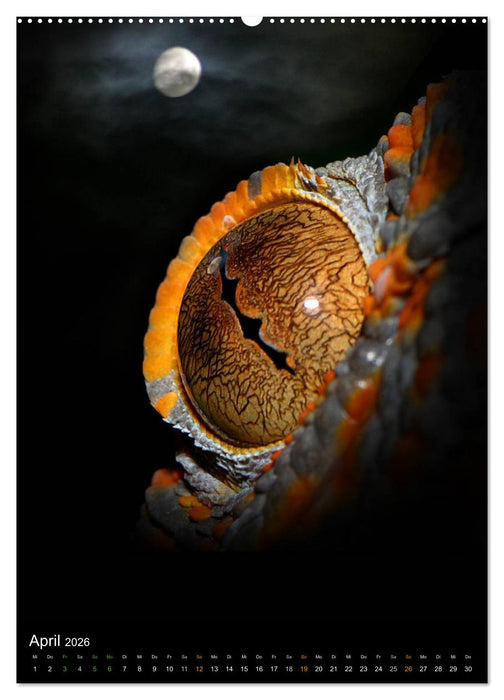 Auge in Auge mit coolen Typen - REPTILIEN (CALVENDO Premium Wandkalender 2026)