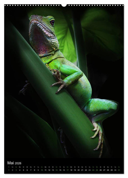 Auge in Auge mit coolen Typen - REPTILIEN (CALVENDO Premium Wandkalender 2026)