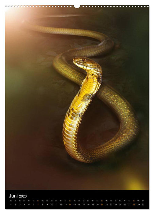 Auge in Auge mit coolen Typen - REPTILIEN (CALVENDO Premium Wandkalender 2026)
