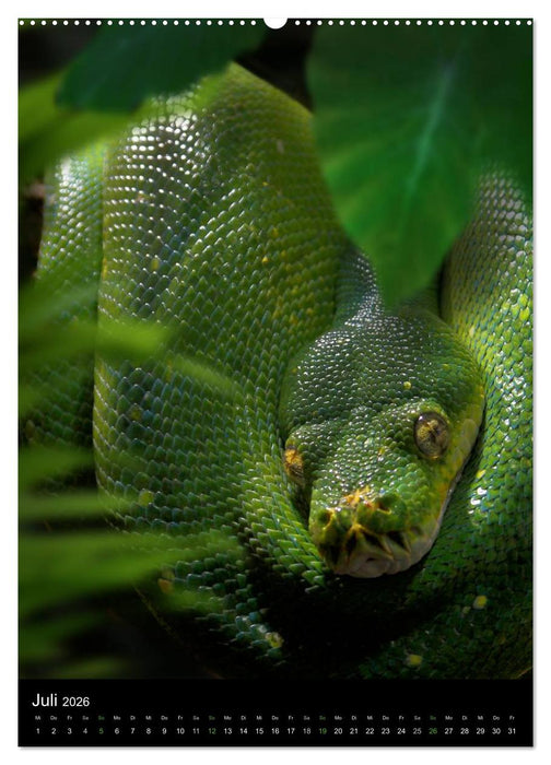 Auge in Auge mit coolen Typen - REPTILIEN (CALVENDO Premium Wandkalender 2026)