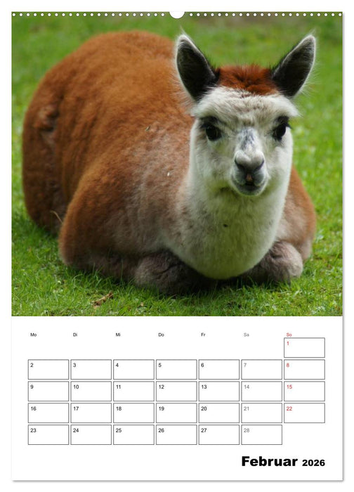 Alpaka und Lama Terminplaner (CALVENDO Premium Wandkalender 2026)
