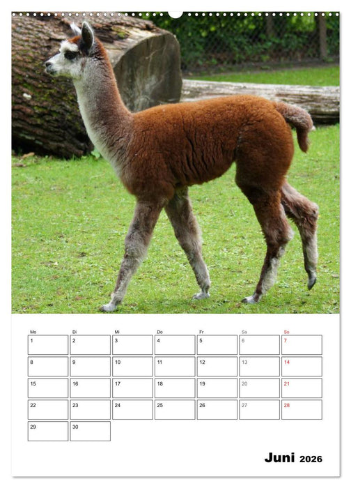 Alpaka und Lama Terminplaner (CALVENDO Premium Wandkalender 2026)