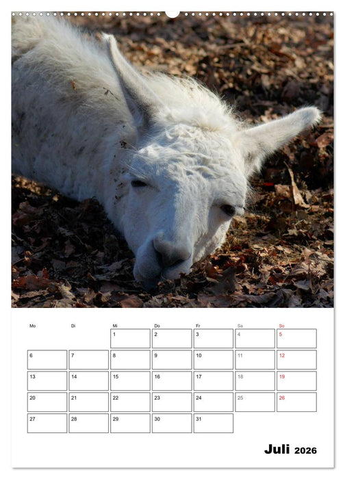 Alpaka und Lama Terminplaner (CALVENDO Premium Wandkalender 2026)