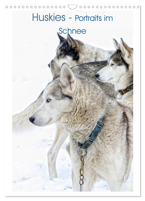 Huskies - Portraits im Schnee (CALVENDO Wandkalender 2026)