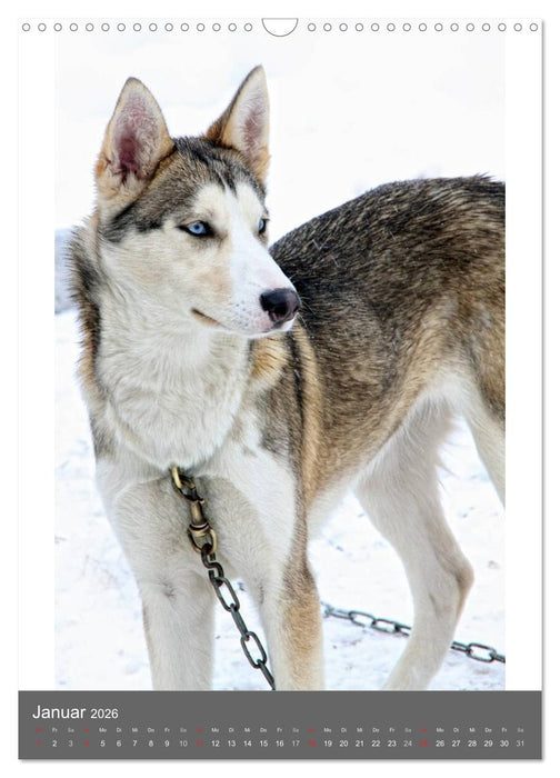 Huskies - Portraits im Schnee (CALVENDO Wandkalender 2026)
