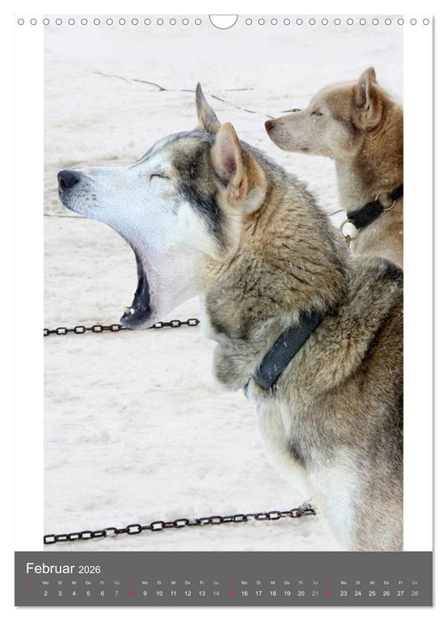 Huskies - Portraits im Schnee (CALVENDO Wandkalender 2026)