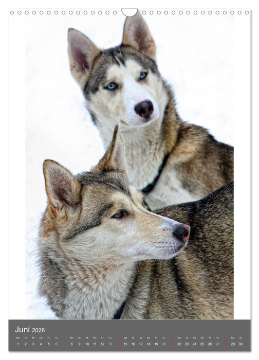Huskies - Portraits im Schnee (CALVENDO Wandkalender 2026)