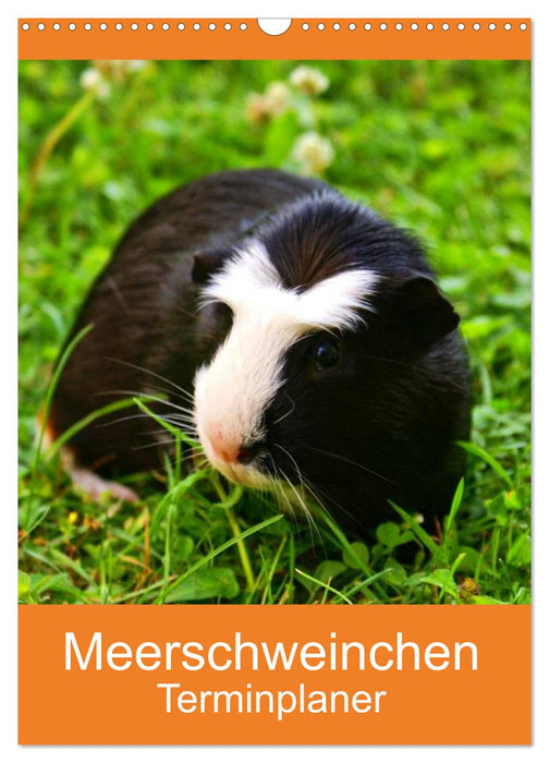Meerschweinchen Terminplaner (CALVENDO Wandkalender 2026)