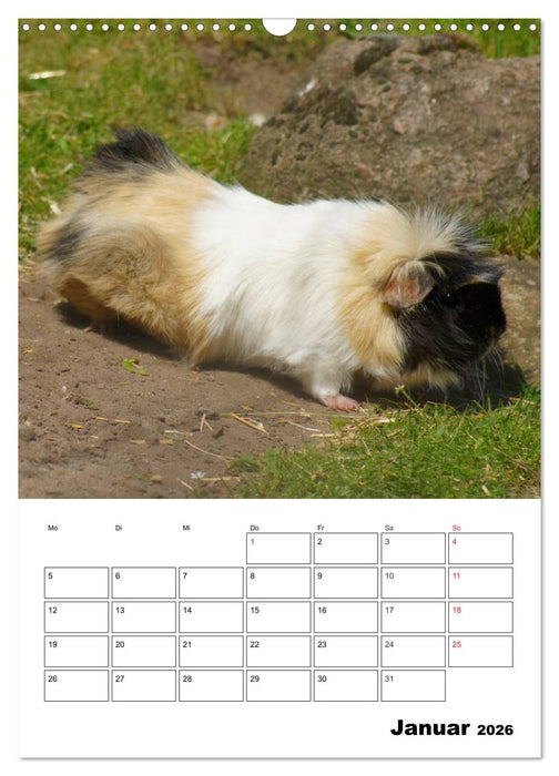 Meerschweinchen Terminplaner (CALVENDO Wandkalender 2026)