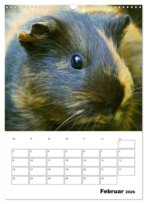 Meerschweinchen Terminplaner (CALVENDO Wandkalender 2026)