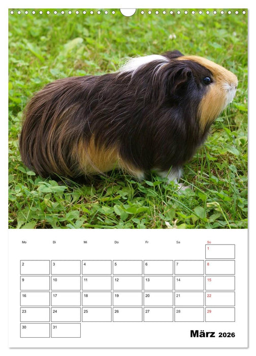 Meerschweinchen Terminplaner (CALVENDO Wandkalender 2026)